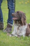 Hundepräsentation 2019